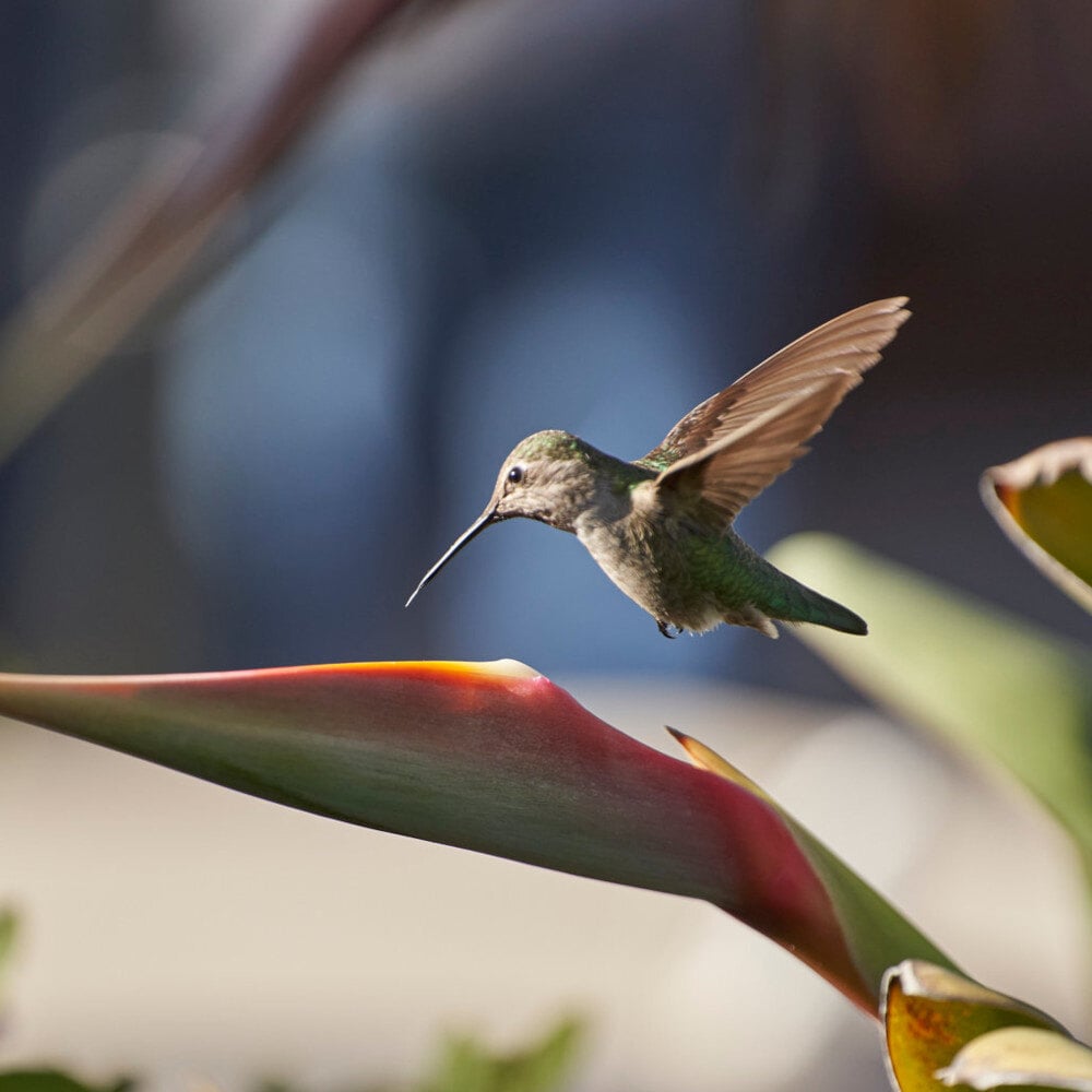 thumbnail-nature